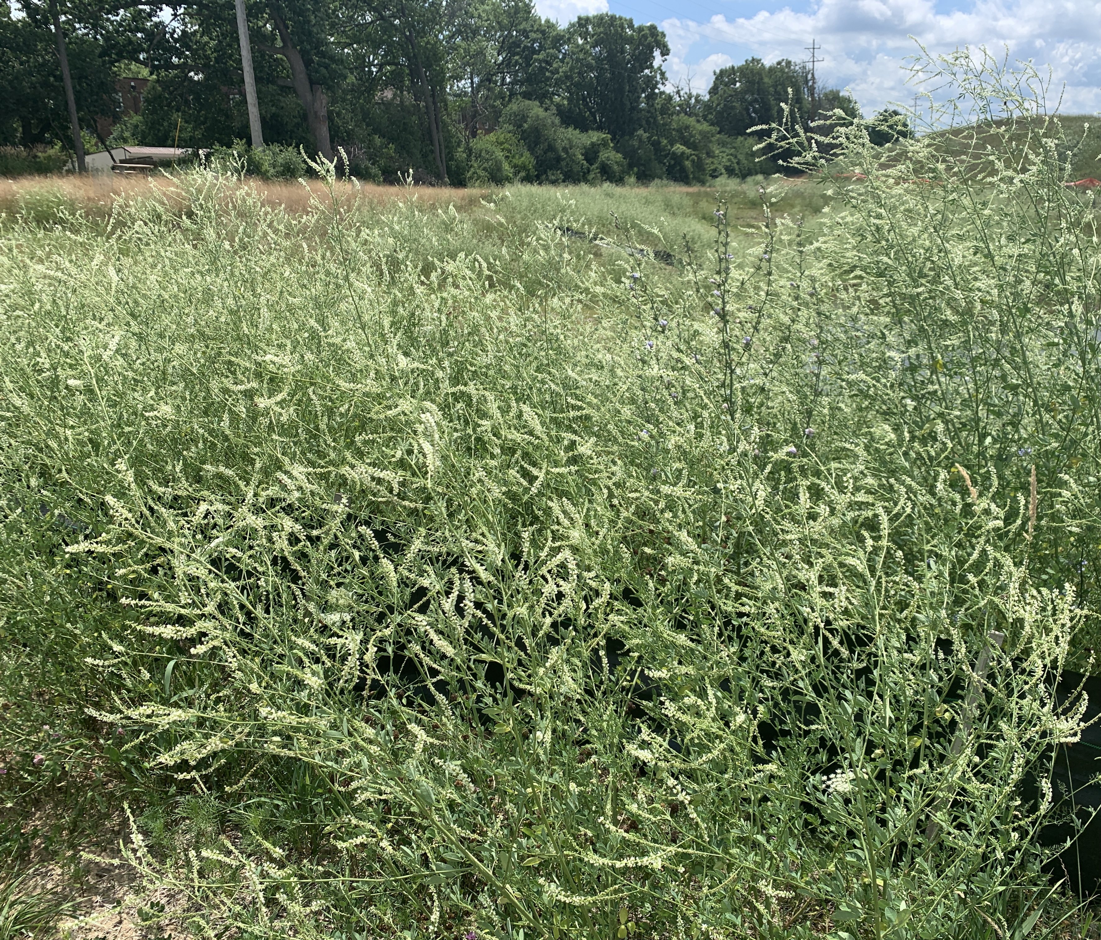 White sweet-clover.